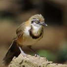 Lesser Necklaced Laughing thrush on rock