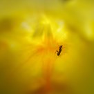 Yellow World