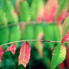 First trace of Fall