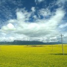 Rape Field