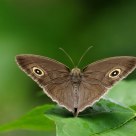 Moth shot by 500mm lens