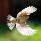Backlit Sparrow in the afternoon