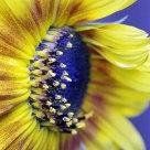 Sun flower