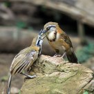 Feeding...Lesser Necklaced Laughing Thrush