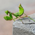 martial arts