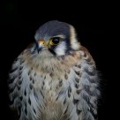 American Falcon ...........................(Falco sparverius)