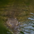 Swimming crocodile