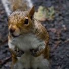 Curious squirrel