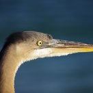 Young Great Blue Heron