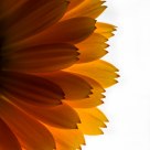 Calendula