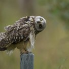 Short-eared Owl (Asio flammeus)