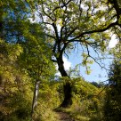 Tree in the forest