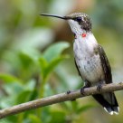 Hummingbird