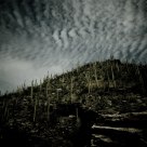 Arizona Cacti