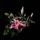 Lily at night