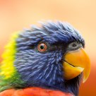 Lori @ Avifauna 