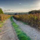 Barn and Cornfield