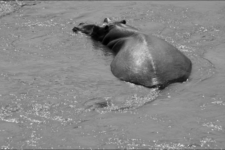 Sexy Back of the hippo