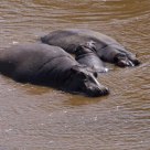 hippo family 2
