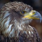 The Ruler .......................................Harris Hawk (Parabuteo unicinctus) 