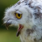 OMG !!!!!! .............................................. Snow Owl (Bubo scandiacus)