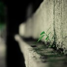 New life