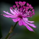 Vibrant Flower