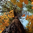 Up-a-Tree