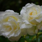 white rose