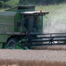 Triticale harvest in the Lower Rhine region