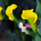 Yellow Flower