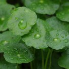 Water Drops on Leaves