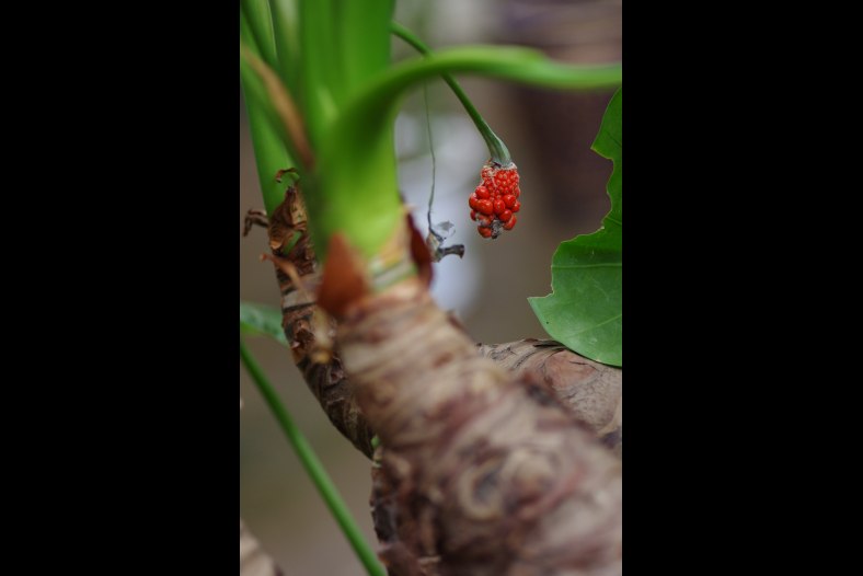 Fantasy Fruit