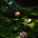 Lotus Pond