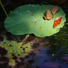 Lotus Pond