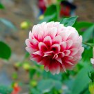 Dahlia