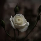 Rose in marine garden