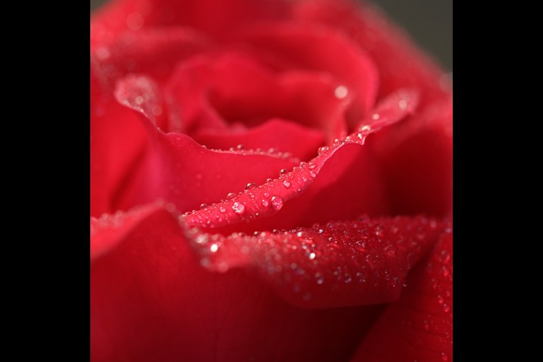 Rosa. Rose.