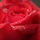 Rosa. Rose.