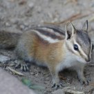 An Audacious Chipmunk 