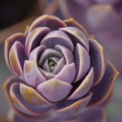 Desert Flower--Hens 'n' Chicks