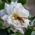Bee or not bee...