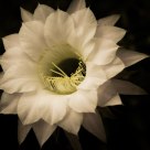 One day flower