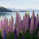 Lupins at Lake Tekapo