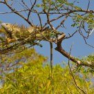 Iguana in a tree 