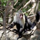 White faced Monkey