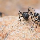 Ant
