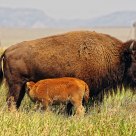Calf Needs To Feed