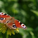 Inachis io (Rusałka pawik)