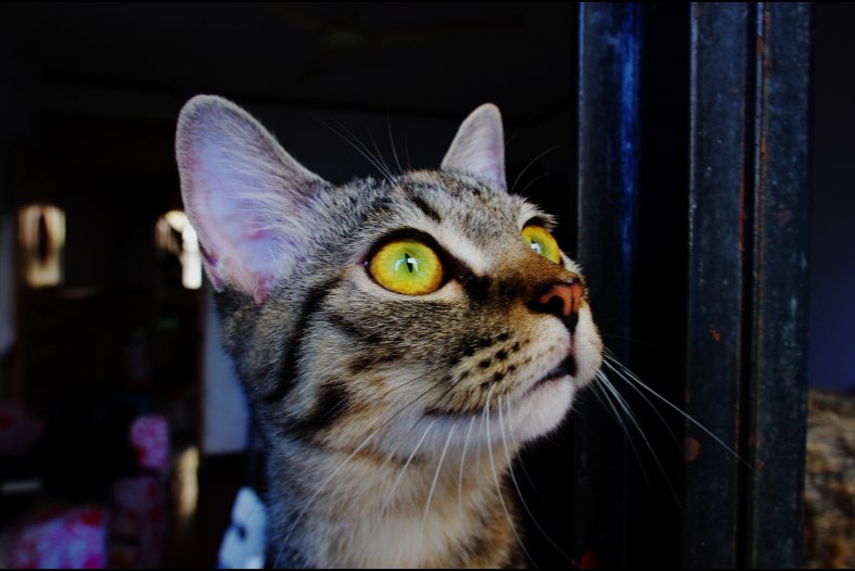 Where is my fish?